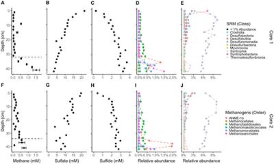 Biological methane production and accumulation under sulfate-rich conditions at Cape Lookout Bight, NC